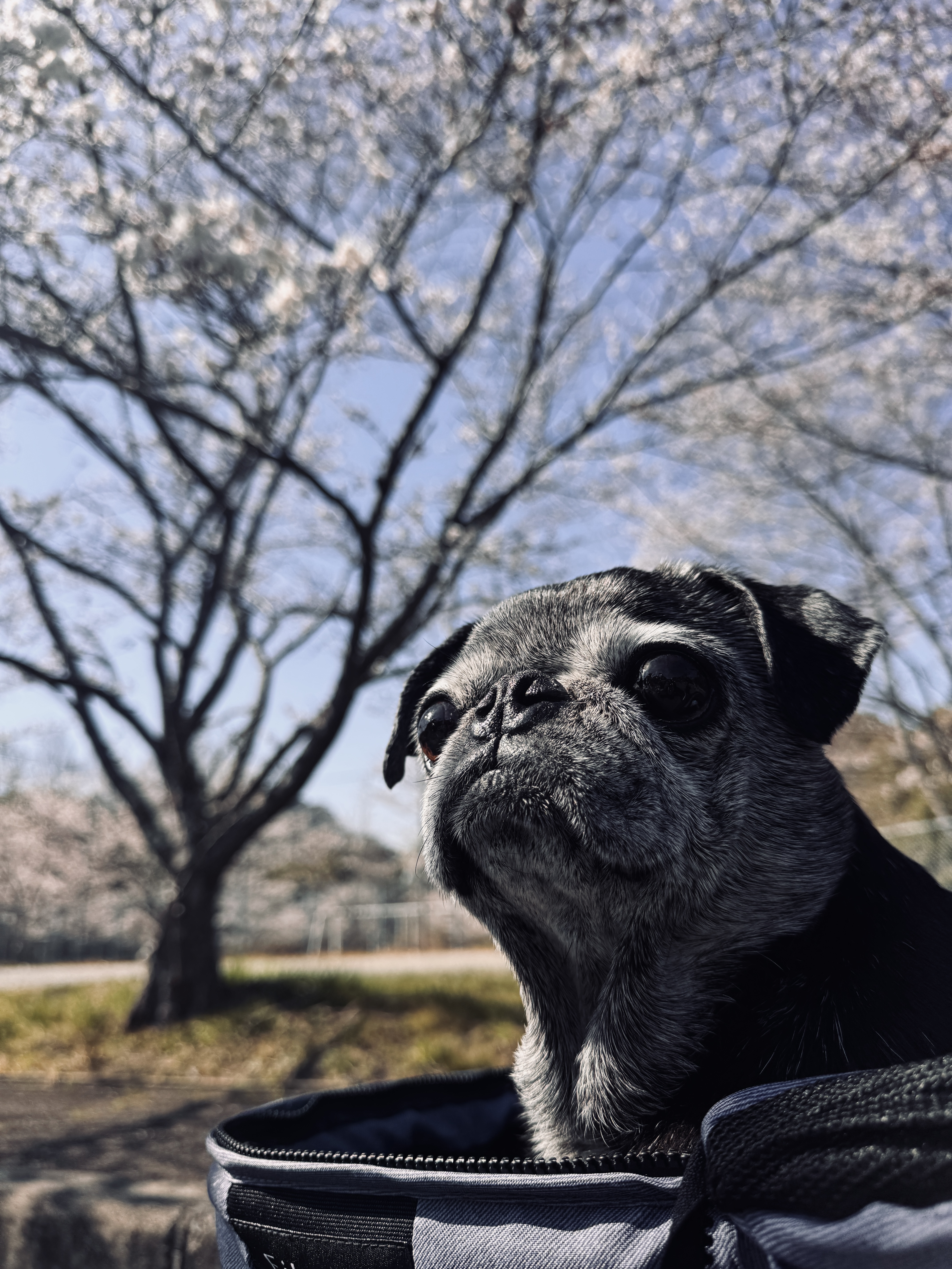 パグの兄貴フランク