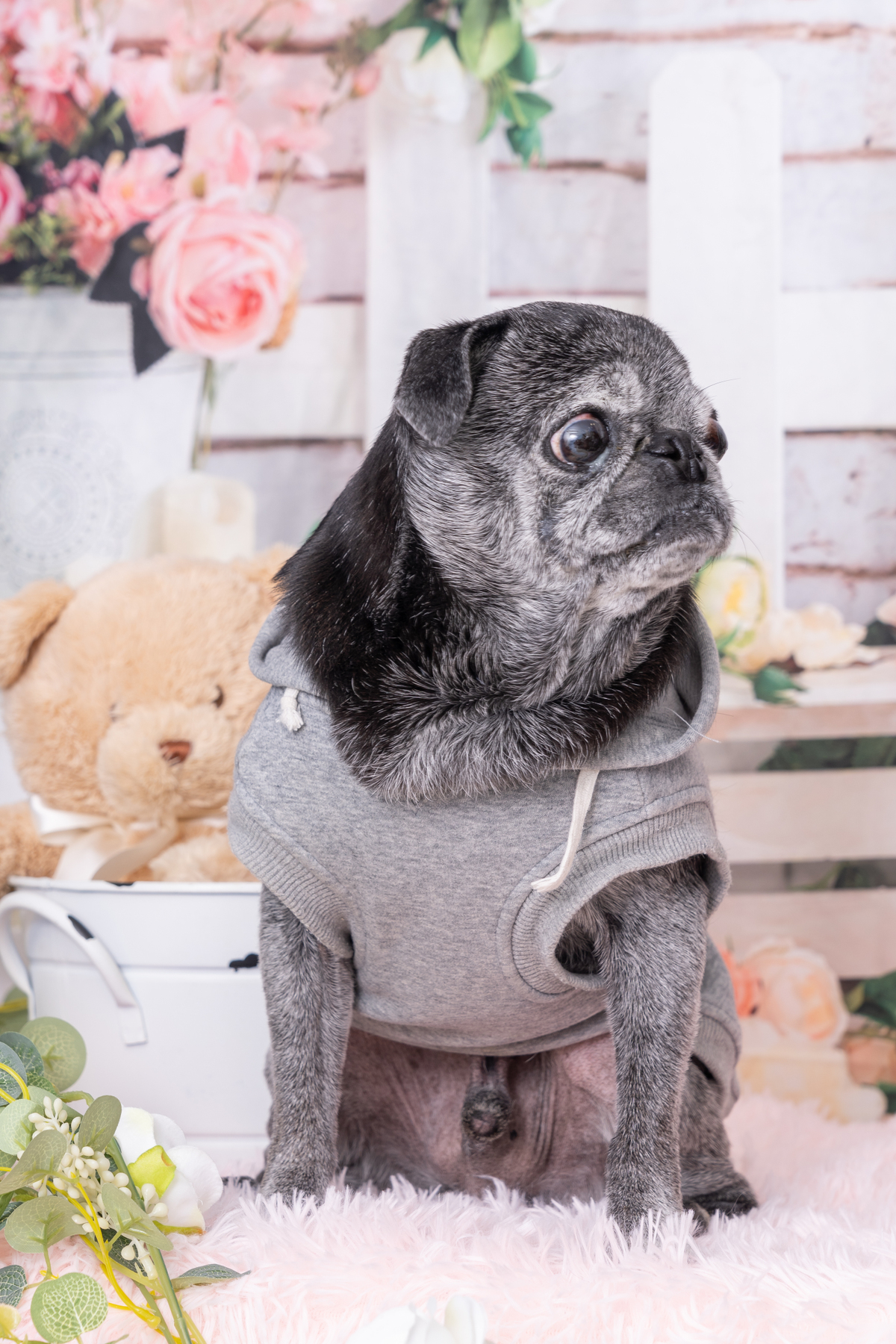 パグの兄貴フランク