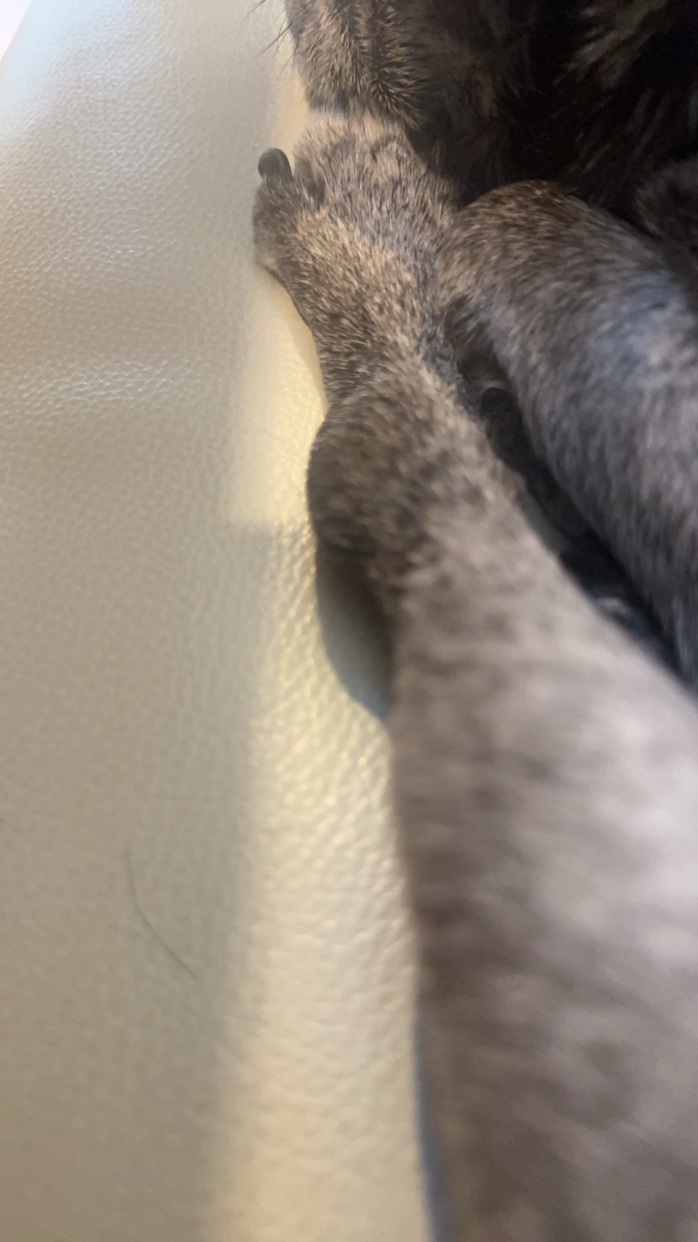 パグの腫瘍部分