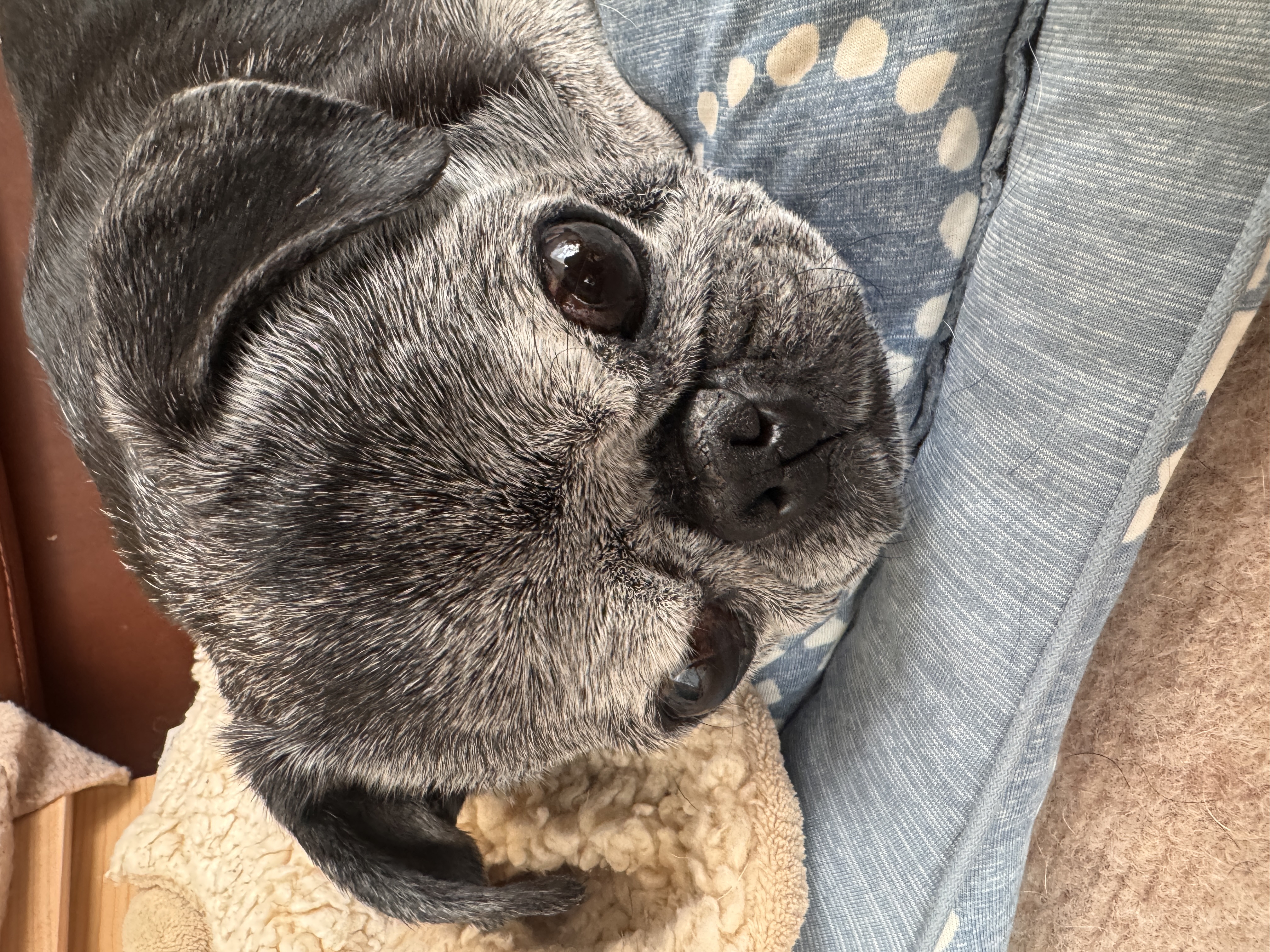 パグの兄貴フランク