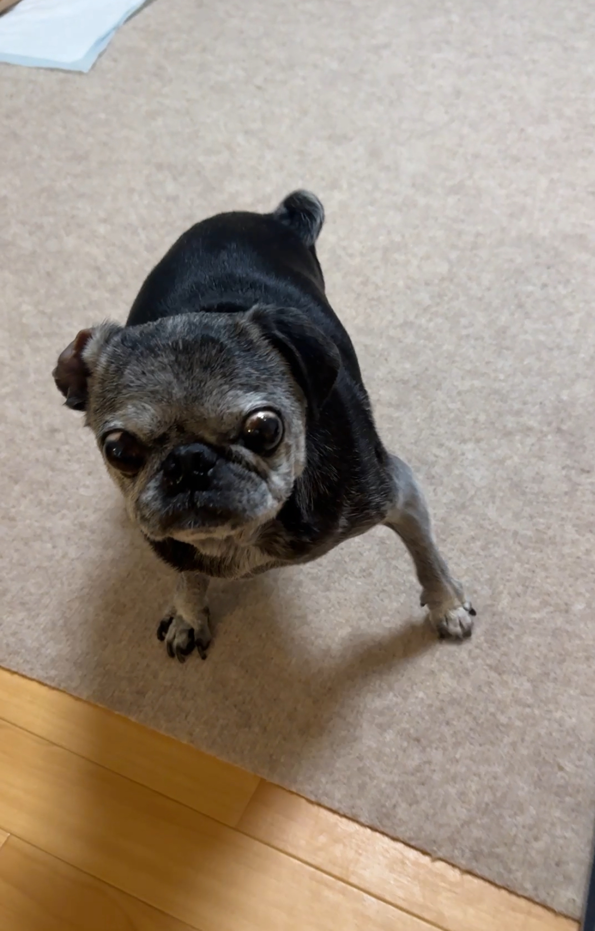 パグの兄貴フランク