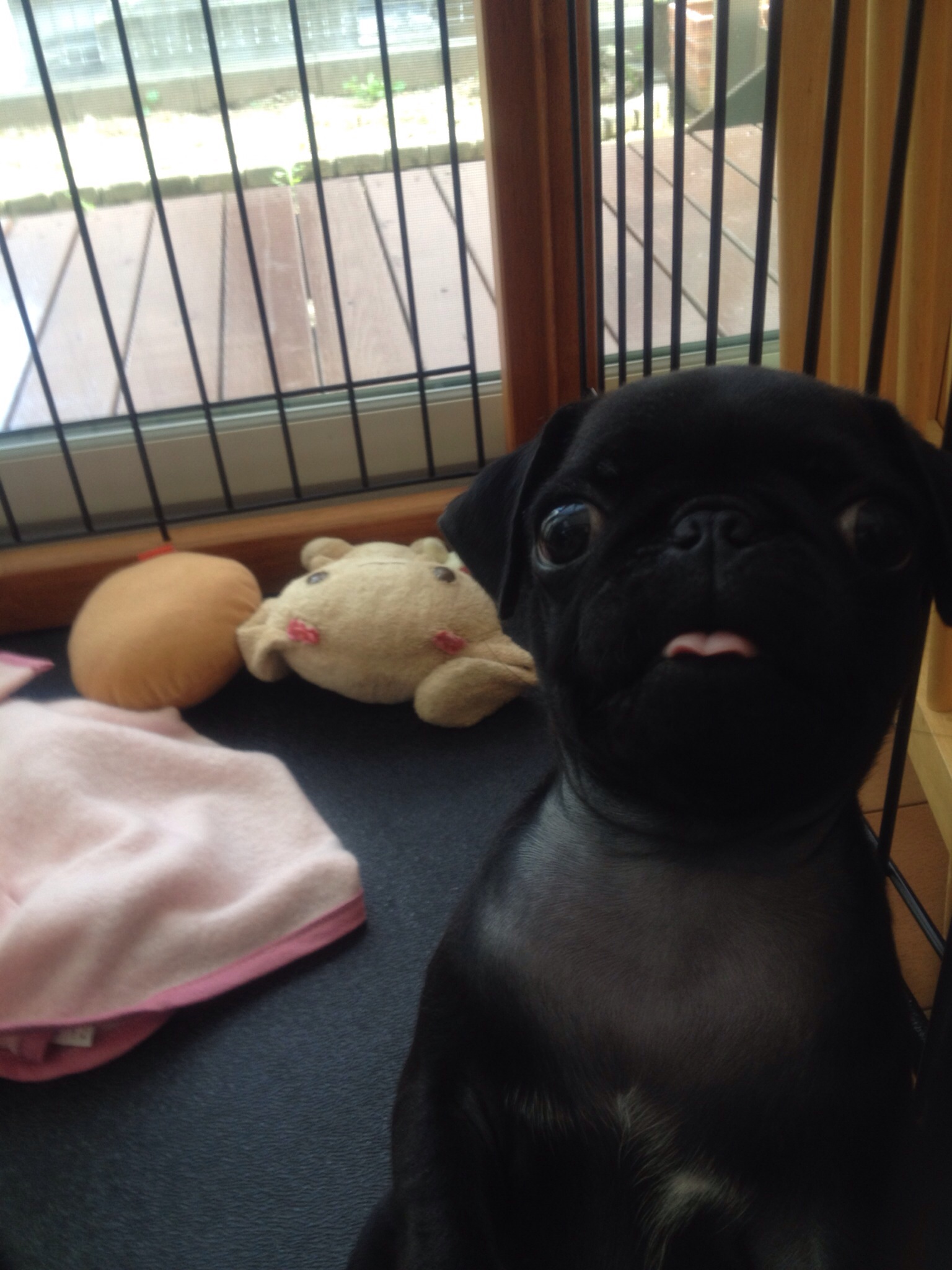 パグの兄貴フランク