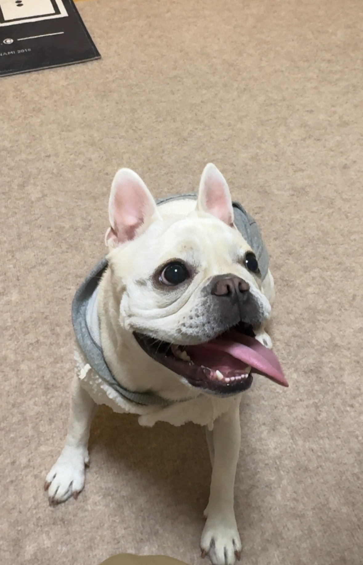 フレブルの麦氏