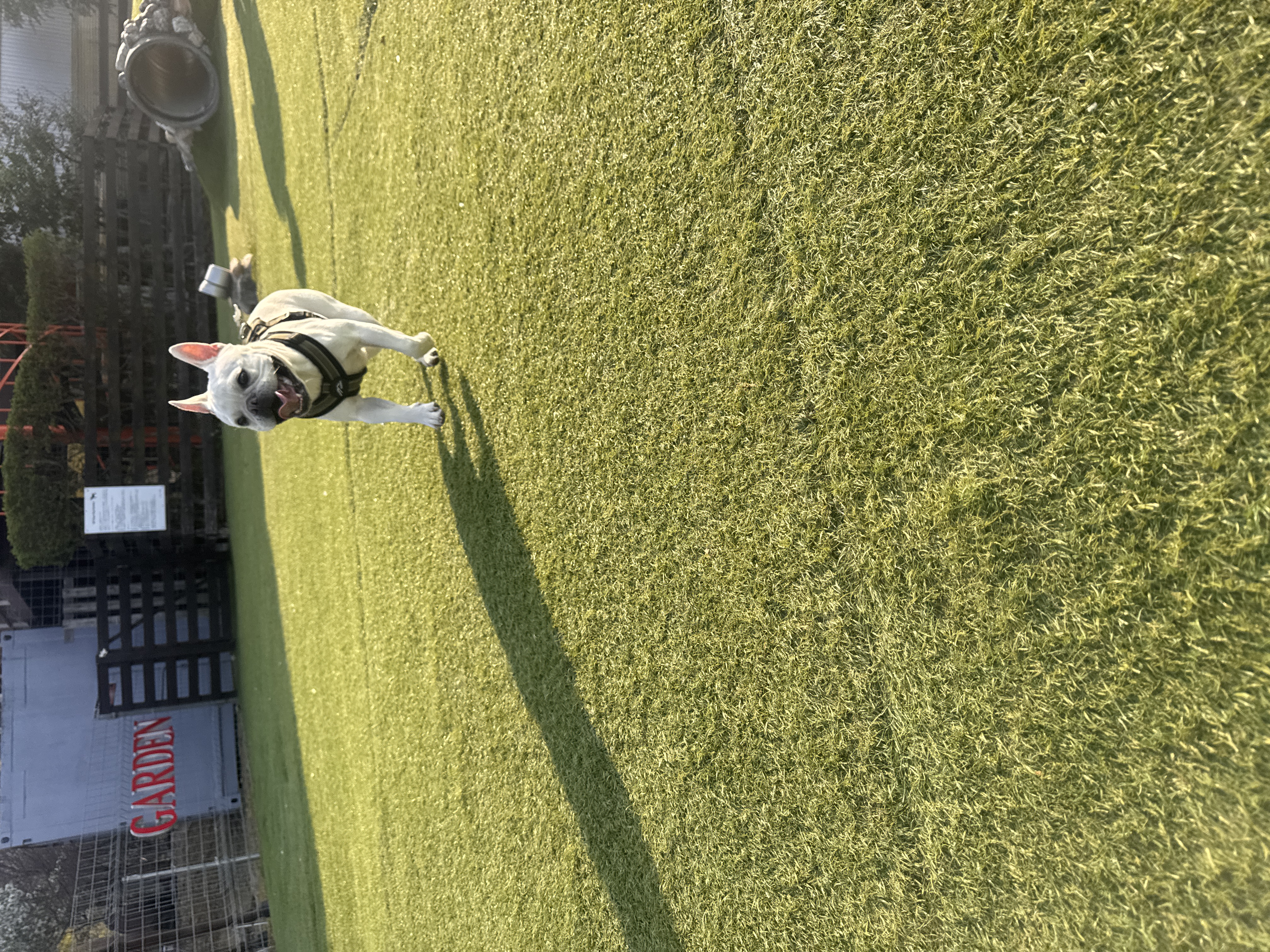 フレブルの麦氏