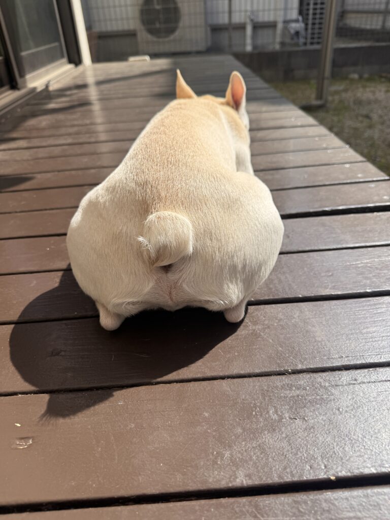 フレブルの後ろ姿