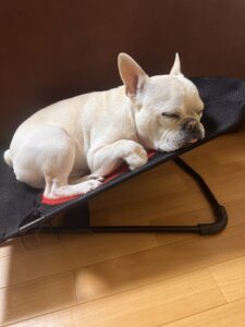 バウンサー大好きなフレブル