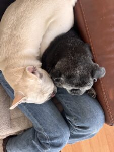 お母さんの膝の取り合い