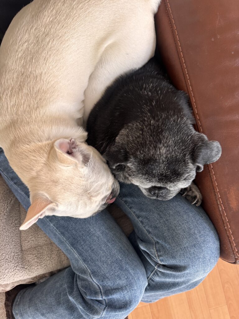 お母さんの膝の取り合い