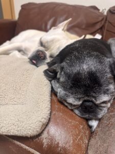 爆睡中の仲良し兄弟