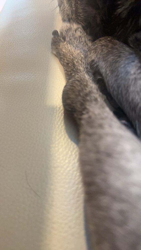 現在の画像: Frank5