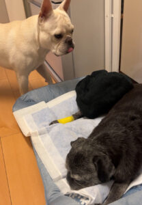 術後の兄貴が心配な弟フレブル