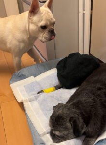 気にする弟の麦太郎