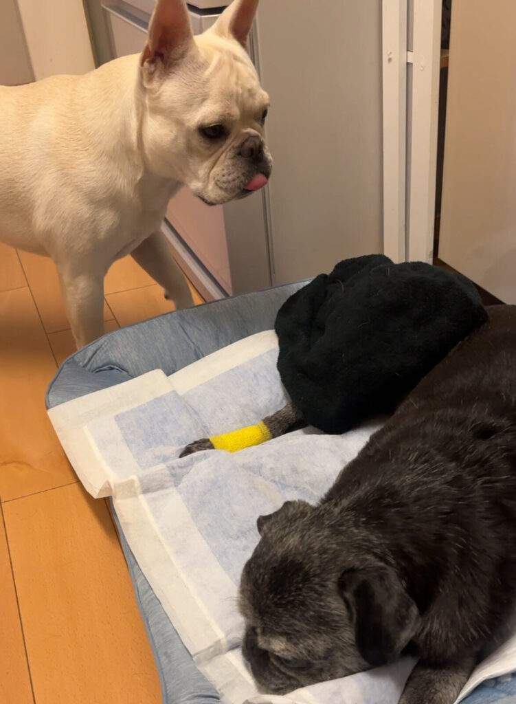 現在の画像: 気にする弟の麦太郎