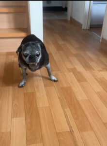 気がつけば三本脚で歩いてきた!