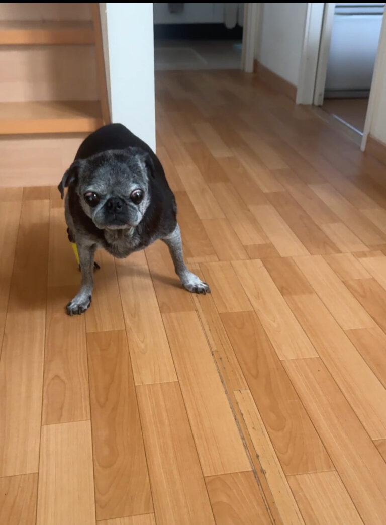 気がつけば三本脚で歩いてきた!