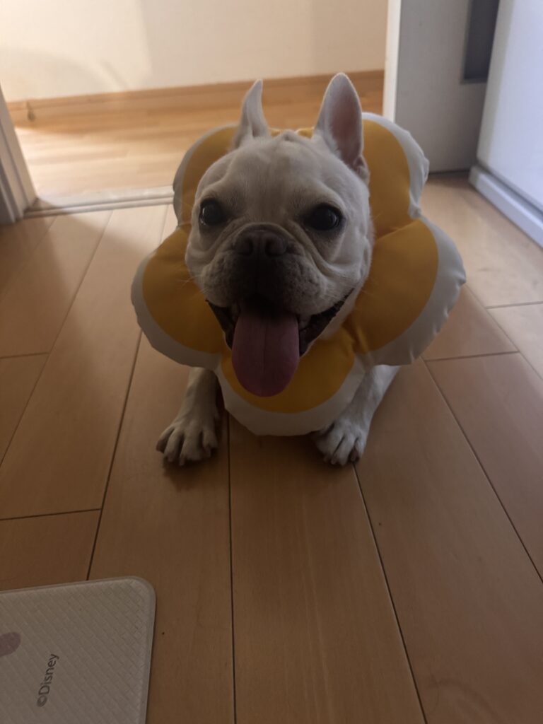 現在の画像: Img 4896