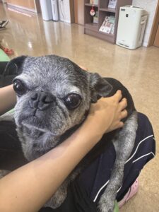 パグのフランク兄貴