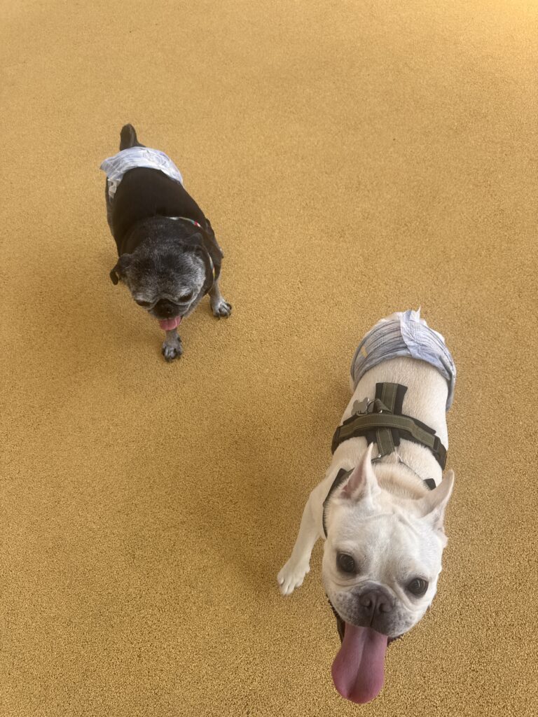 現在の画像: Img 5006