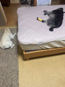 兄貴にベッドを譲る優しい弟