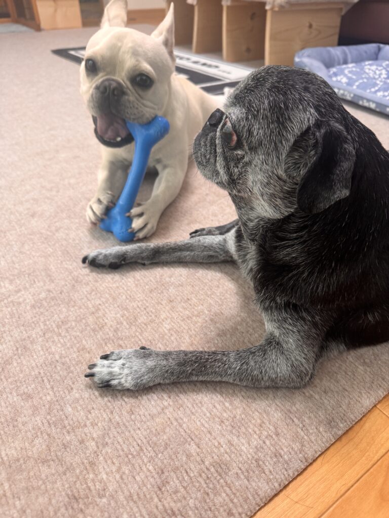 兄貴、これ使ってもええで