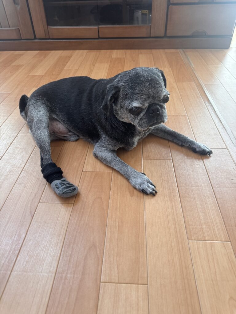 現在の画像: Img 5207