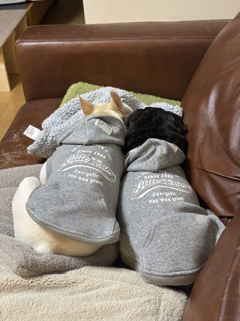 仲良し兄弟の後ろ姿