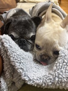 兄貴の真似ばっかりの弟、麦太郎