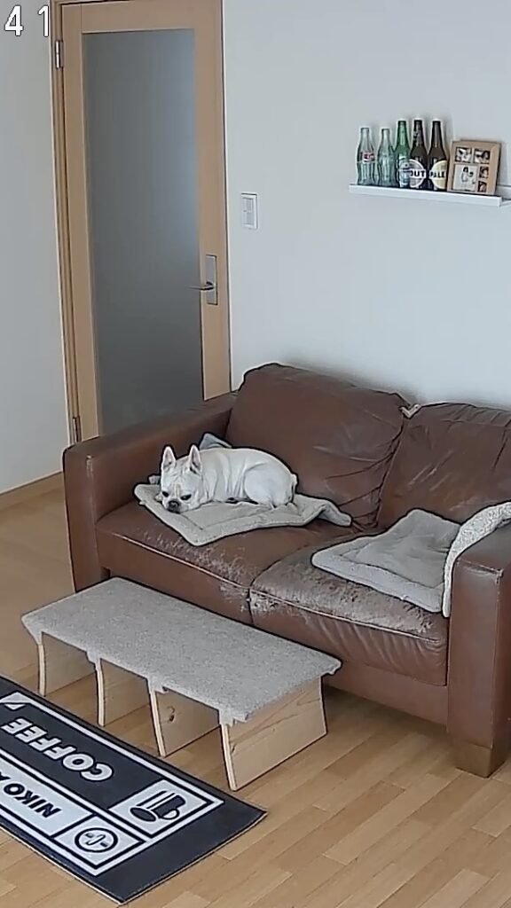 現在の画像: Mugishi hitori