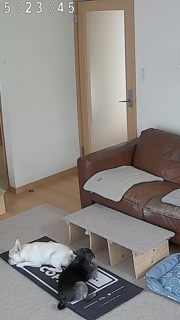 現在の画像: Rusuban futari