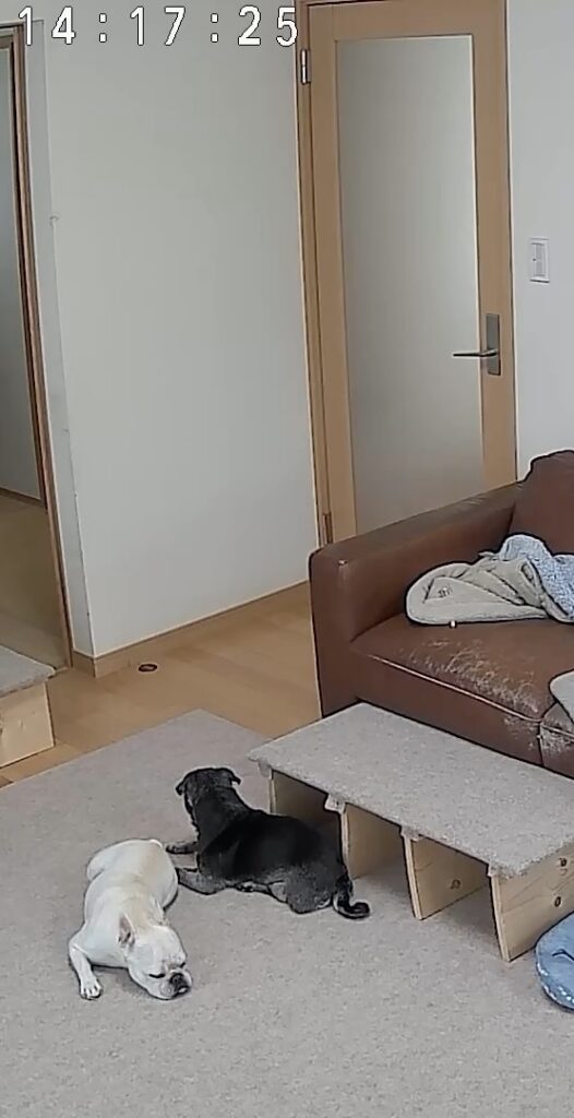 現在の画像: 留守番202509 1