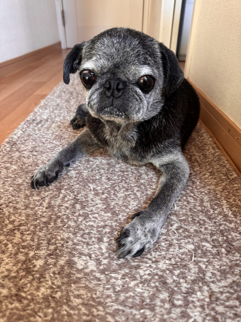 マット好きすぎて動かん😆