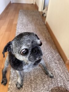 動線にはマットを。後ろ怖い怖い🤣