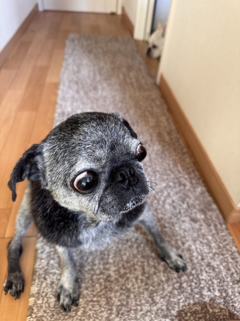 動線にはマットを。後ろ怖い怖い🤣