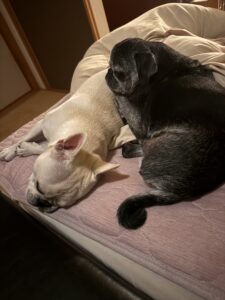 術後1ヶ月。傷も治ってきたね。