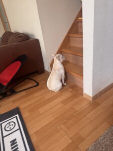 誰かぁあ、いませんかぁあ？