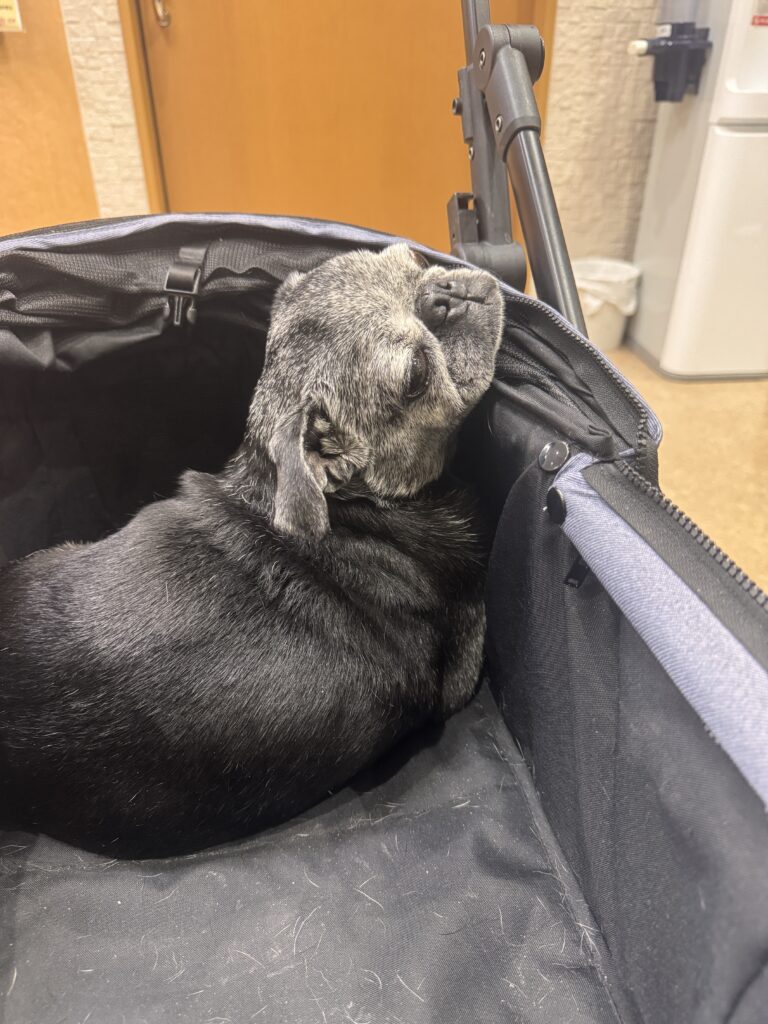 現在の画像: Img 6016