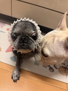 梨ネットをかぶらされるフランク