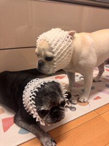 毎年恒例の美味しい梨を頂きました🍐