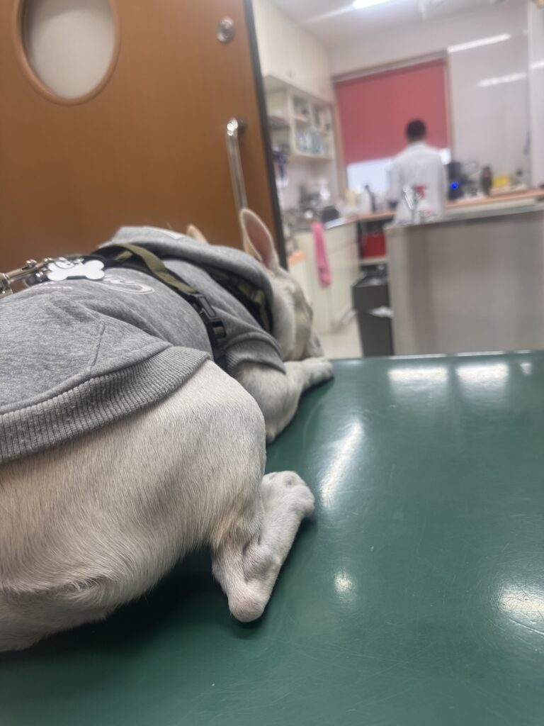 現在の画像: 診察待ちの麦氏