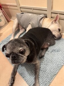 兄貴のそばから離れない麦氏