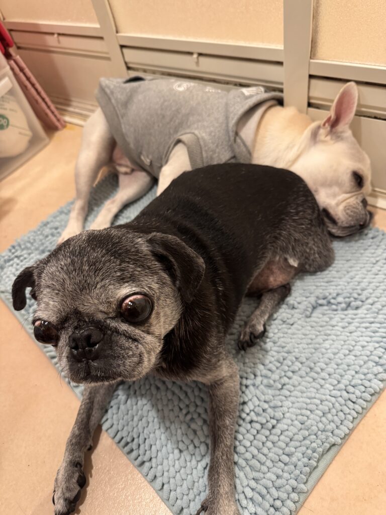 現在の画像: 兄貴のそばから離れない麦氏