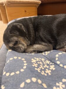 寝顔も強烈にかわいいお爺ちゃん