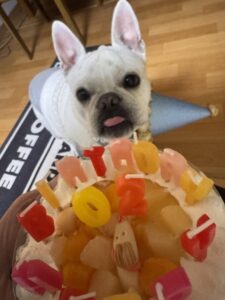 永遠のパピー麦氏が２歳に🎉