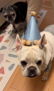 麦太郎２歳になりました