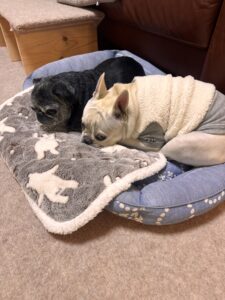 兄貴おるとこに必ずおる麦氏