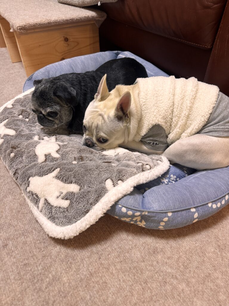 兄貴おるとこに必ずおる麦氏