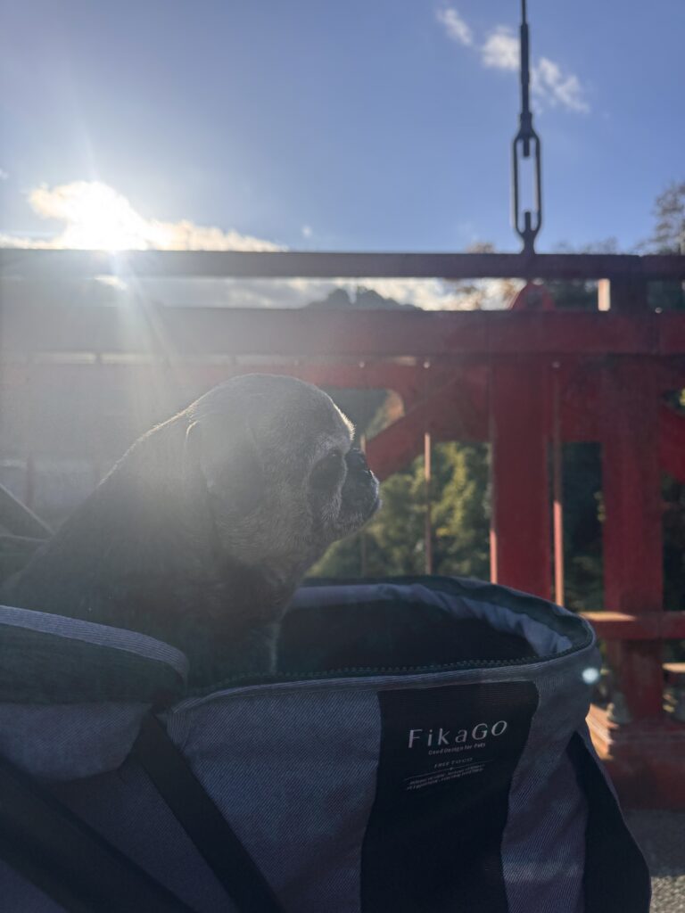 現在の画像: IMG