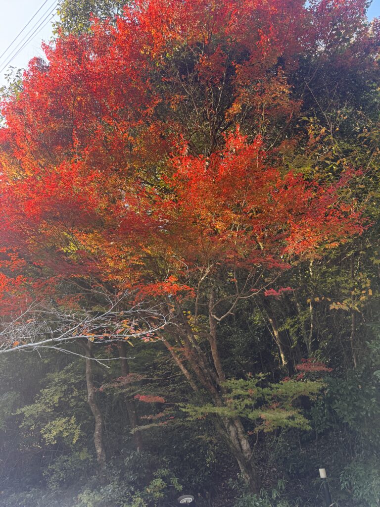 武田尾ドライブ⑥