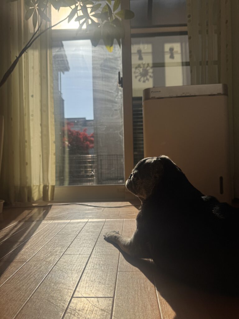 現在の画像: IMG