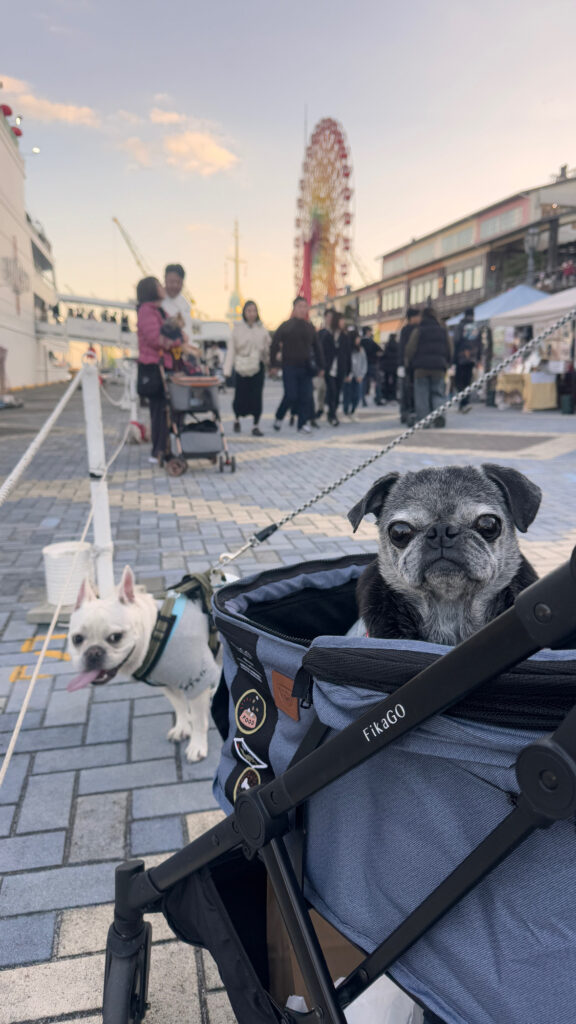 現在の画像: 神戸わんダーランドにて